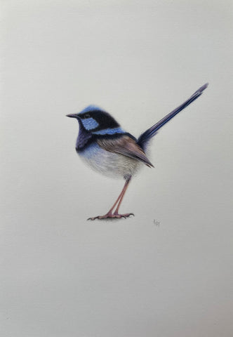 Blue wren original drawing