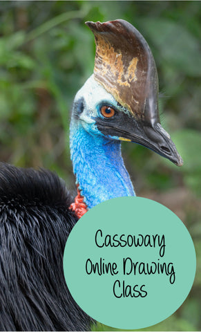 Cassowary online drawing class