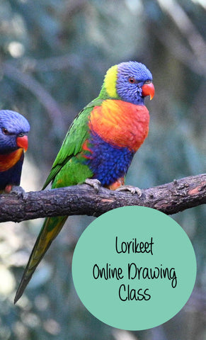 Rainbow Lorikeet online drawing class