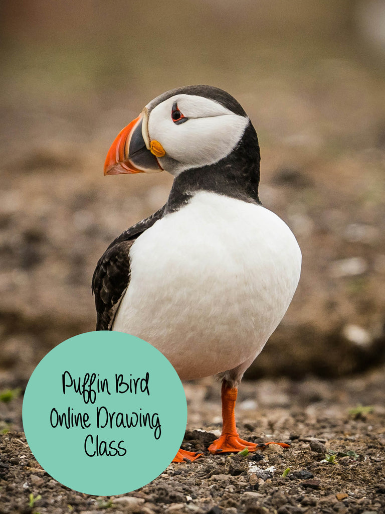 Puffin Bird online drawing class