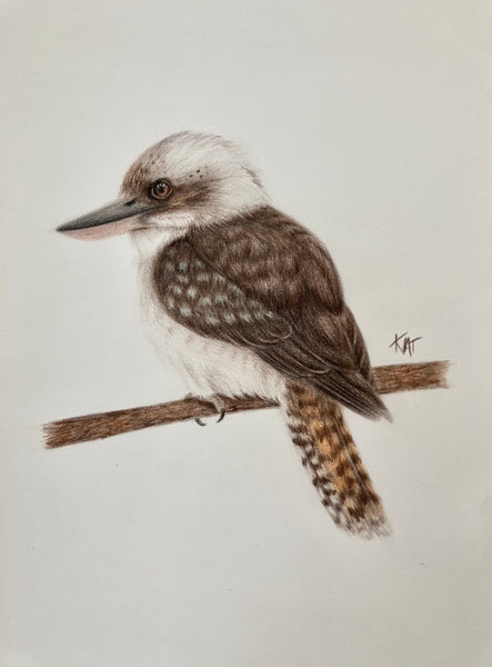 Original Kookaburra drawing – Katherine Charlton Art